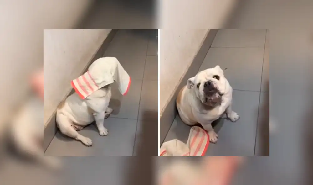 Desliza las imágenes hacia la izquierda para apreciar la reacción de un travieso perro cuando juega con su dueña. Desliza las imágenes hacia la izquierda para apreciar la reacción de un travieso perro cuando juega con su dueña.