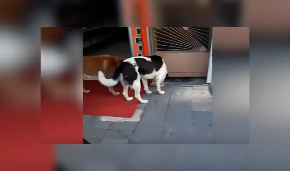 En YouTube, un hombre brinda varios trozos de carne a indefensos animales que llegan a su tienda para pedir ayuda. En YouTube, un hombre brinda varios trozos de carne a indefensos animales que llegan a su tienda para pedir ayuda.
