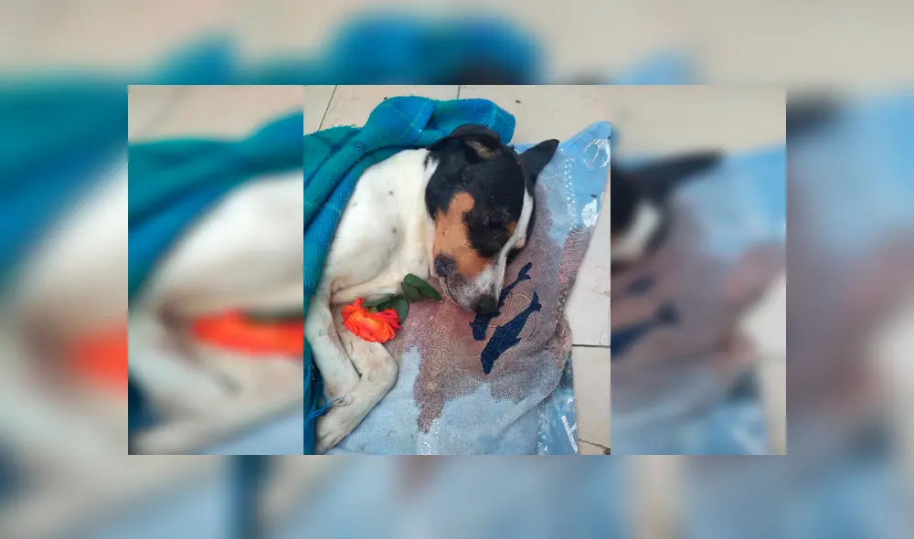 Desliza para ver las fotos del entierro de 'Manchas'. Foto: Facebook / Estrella Condeso Polo.