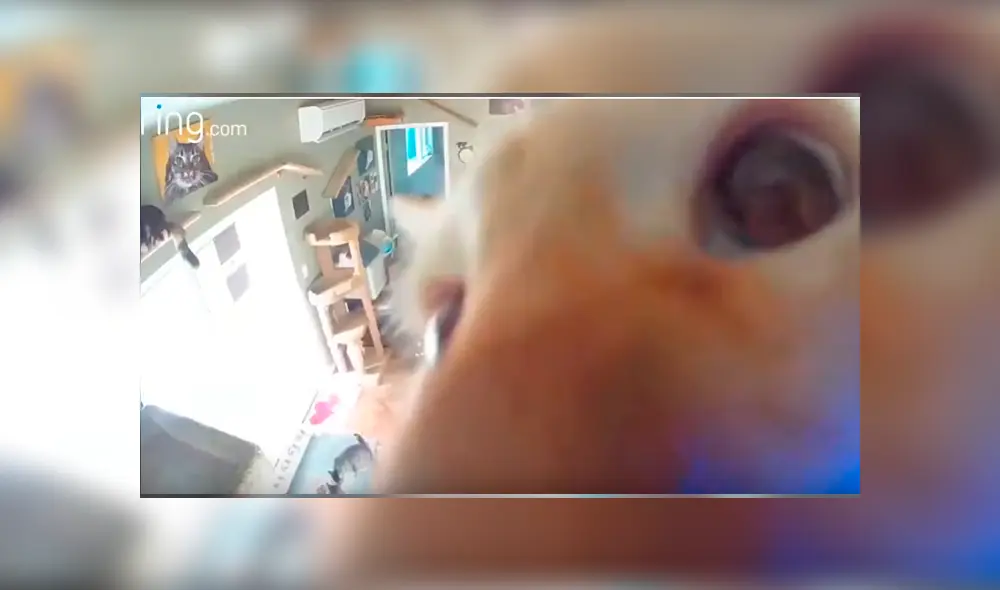 Uno de los felinos descubrió la cámara instalada en una de las locaciones y protagonizó un divertido episodio que se ha hecho viral en YouTube