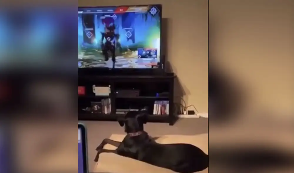 Desliza las imágenes para ver más detalles sobre la curiosa reacción que tuvo este perrito al pensar que estaba en 'peligro'. Foto: captura de TikTok