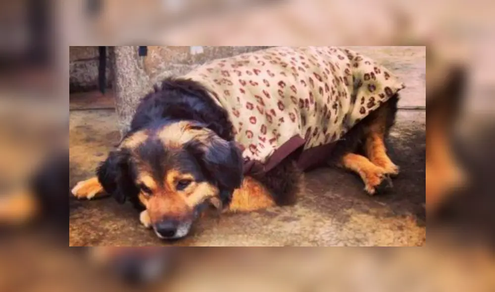 Google Translate: Incluso 'Perrovaca’ pasó por el traductor y el mensaje fue sorprendente [FOTOS]