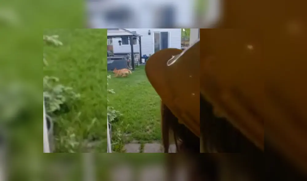 Video es viral en TikTok. El can quiso entrar al almacén de su dueño para jugar con él, pero se arrepintió de inmediato cuando se percató de la extraña figura. Fotocaptira: YouTube Video es viral en TikTok. El can quiso entrar al almacén de su dueño para jugar con él, pero se arrepintió de inmediato cuando se percató de la extraña figura. Fotocaptira: YouTube