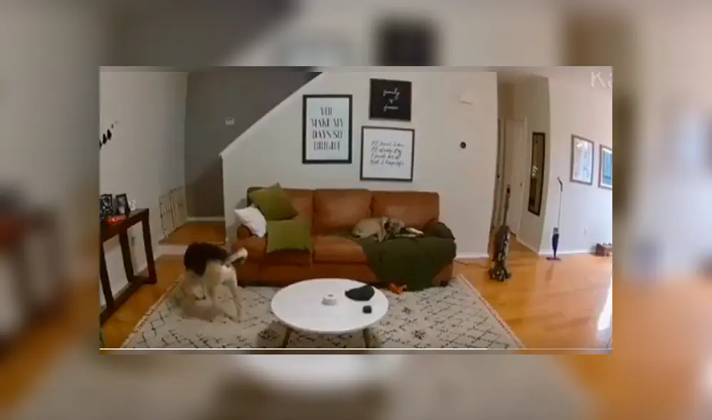 Video es viral en Facebook. El can se percató de que su amo necesitaba “una mano” y no dudó en dejar un momento su momento de siesta para ayudarlo.