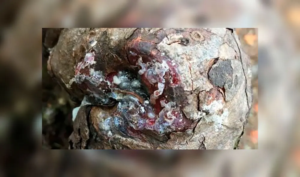 Resina fresca sobre el tocó del árbol kauri que debería estar muerto. Foto: Leuzinger.
