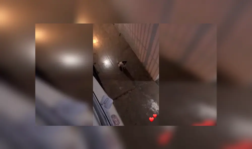 Desliza las imágenes para conocer la romántica escena de dos perros que permanecieron separados por la cuarentena. Desliza las imágenes para conocer la romántica escena de dos perros que permanecieron separados por la cuarentena.