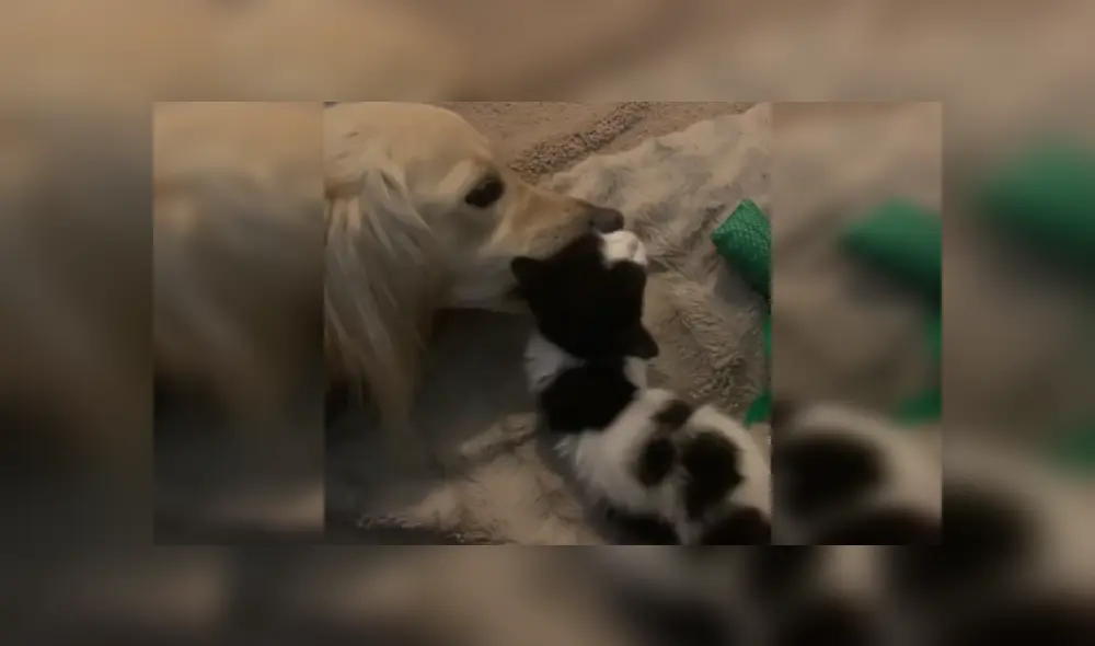 Desliza las imágenes para ver más detalles de esta tierna escena que es viral en Facebook.