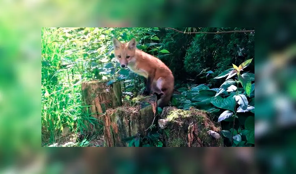 YouTube viral: familia descubre que traviesos zorros visitan su patio trasero durante su ausencia para jugar [VIDEO]