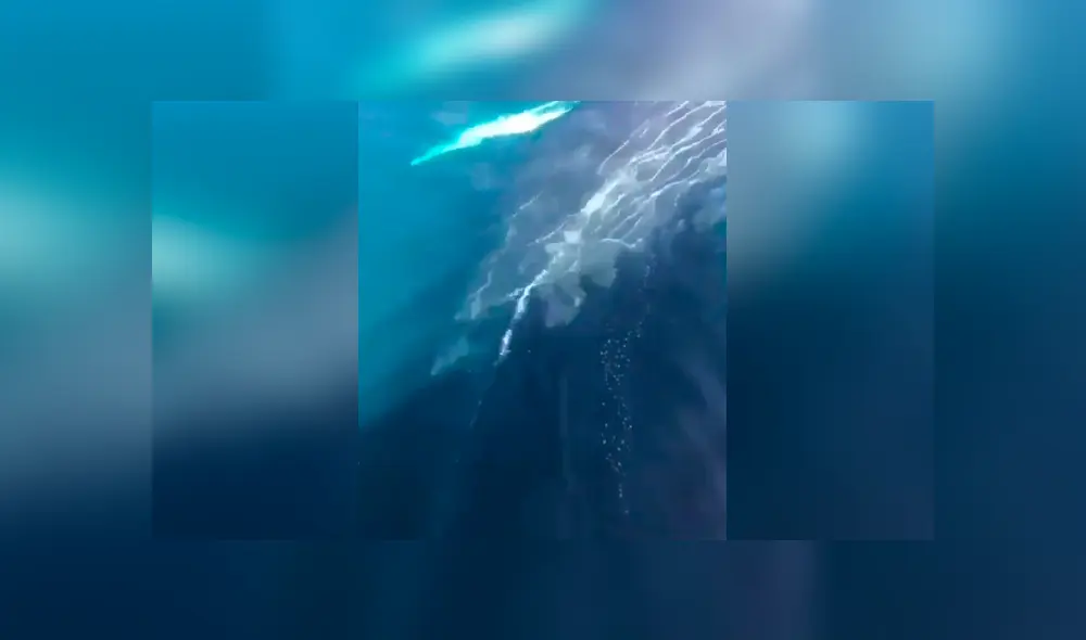 Turistas quedan en shock al escuchar el misterioso canto de enorme ballena que emergió del mar. Turistas quedan en shock al escuchar el misterioso canto de enorme ballena que emergió del mar.