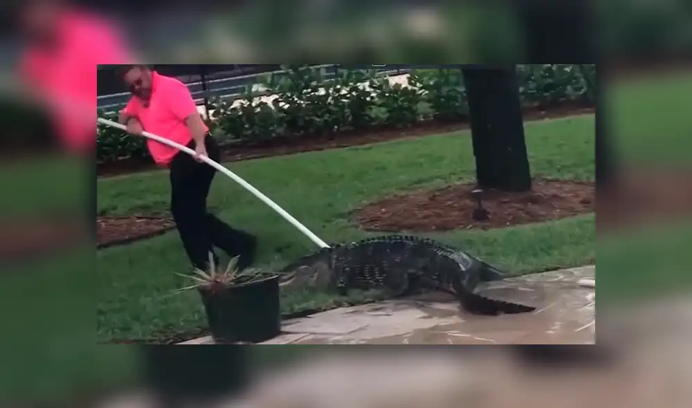 Youtube viral: Familia elimina extraña criatura que apareció en su piscina [VIDEO]