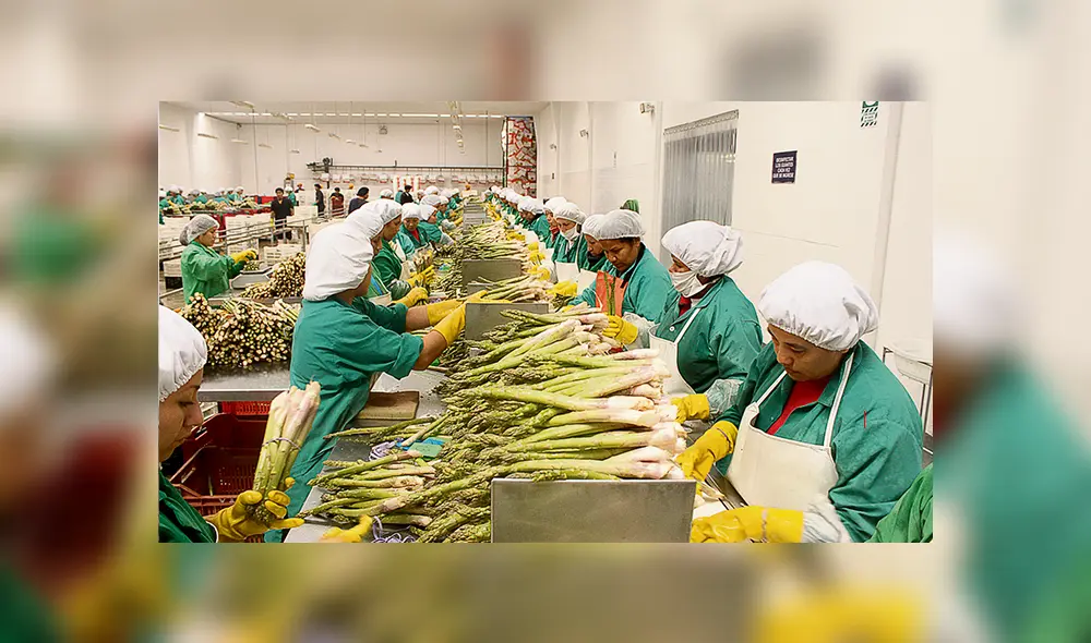 Decreto de urgencia. El régimen especial de promoción agraria tendrá 10 años más de vigencia, es decir, hasta el 2031.