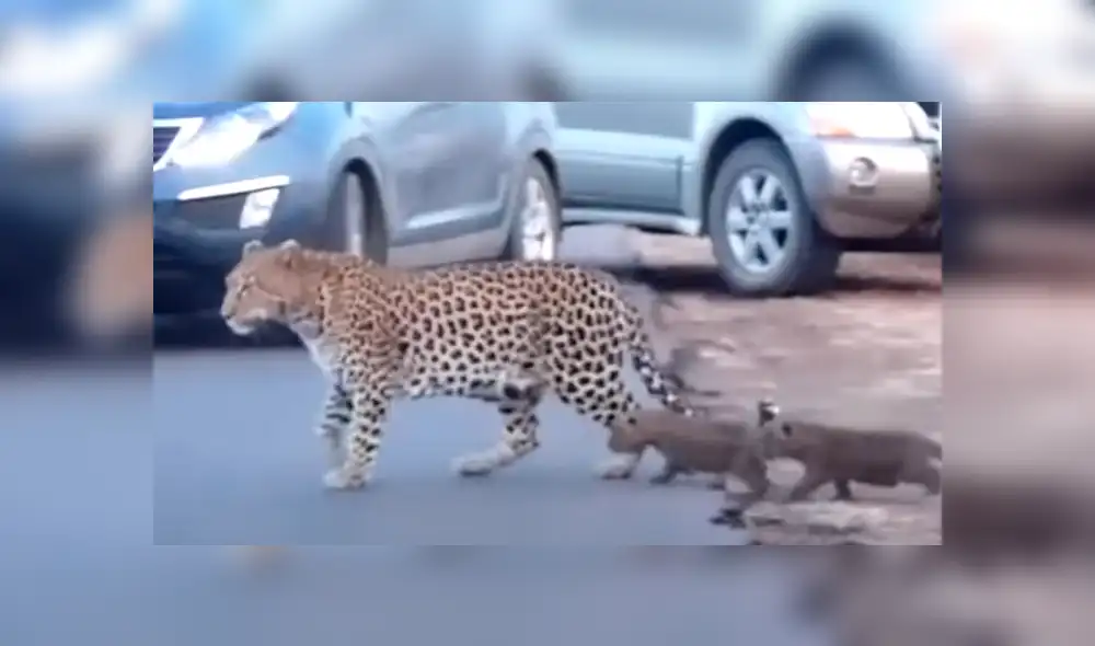 Desliza la imagen compartida en YouTube para verlas todas. Desliza la imagen compartida en YouTube para verlas todas.