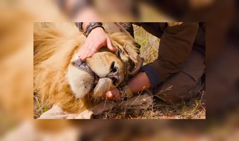 Turista se acerca a enorme león y graba sus enormes colmillos. Turista se acerca a enorme león y graba sus enormes colmillos.