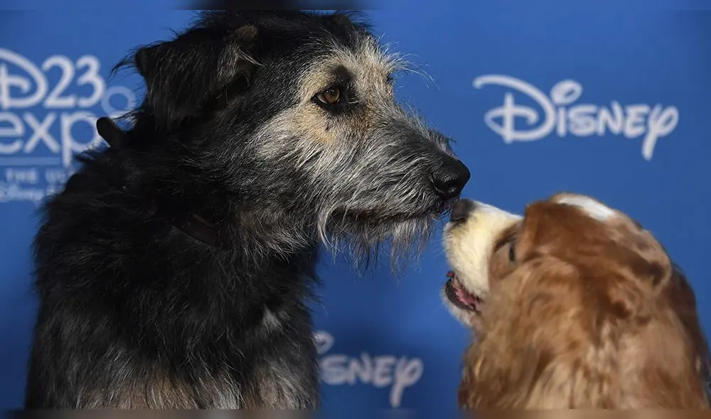 El tierno ‘hociqueo’ de la Dama y el Vagabundo sobre la red carpet del D23 de Disney [VIDEO]
