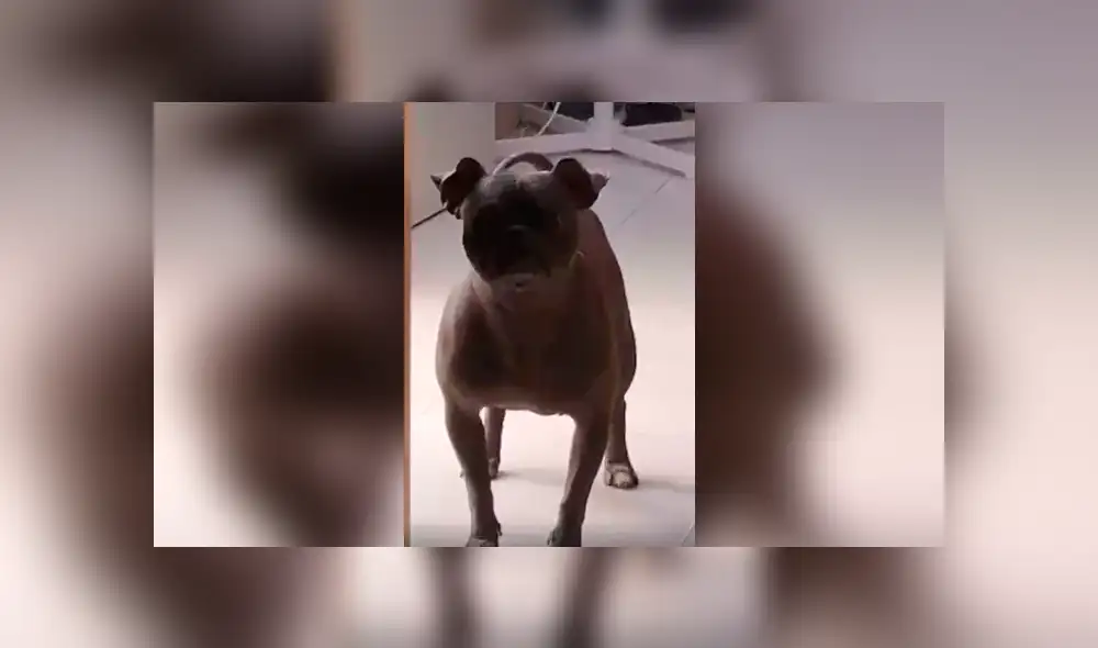 Desliza las imágenes hacia la izquierda para conocer la verdadera raza de un perro al que creían era un pitbull. Desliza las imágenes hacia la izquierda para conocer la verdadera raza de un perro al que creían era un pitbull.