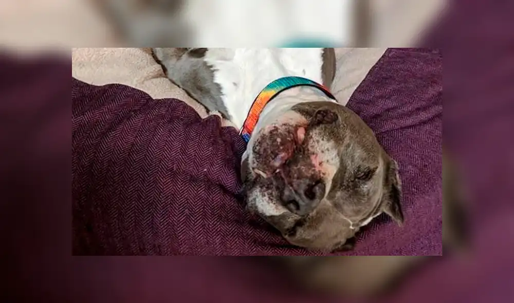 En Facebook, un perro tuvo que esperar por un largo tiempo para recibir el cariño y amor de una familia.