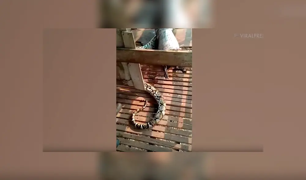 Un video viral de YouTube muestra el preciso instante en que una serpiente pitón regurgita a enorme cabra.