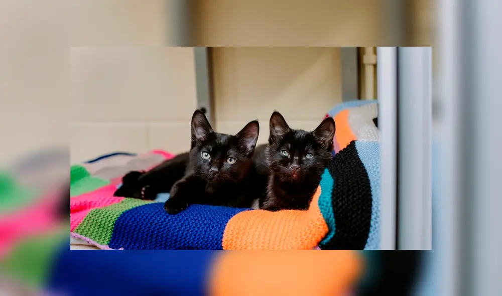 Desliza a la izquierda para conocer a Dot y Specks, los gatitos que fueron encontrados padeciendo de frío. (Foto: Facebook)