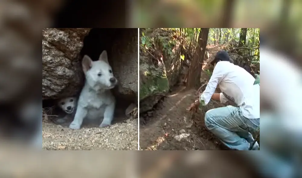 Desliza hacia la izquierda para ver el conmovedor rescate que hizo un grupo de jóvenes a dos pequeños perros callejeros. El video es viral en YouTube.