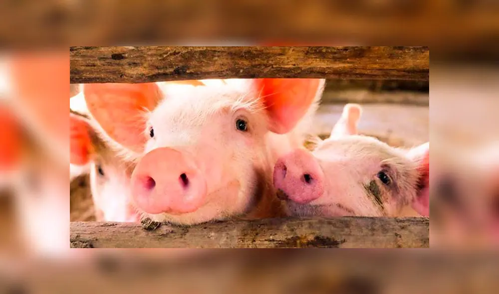 Científicos logran mantener vivo el cerebro de roedor por 25 días [VIDEO]