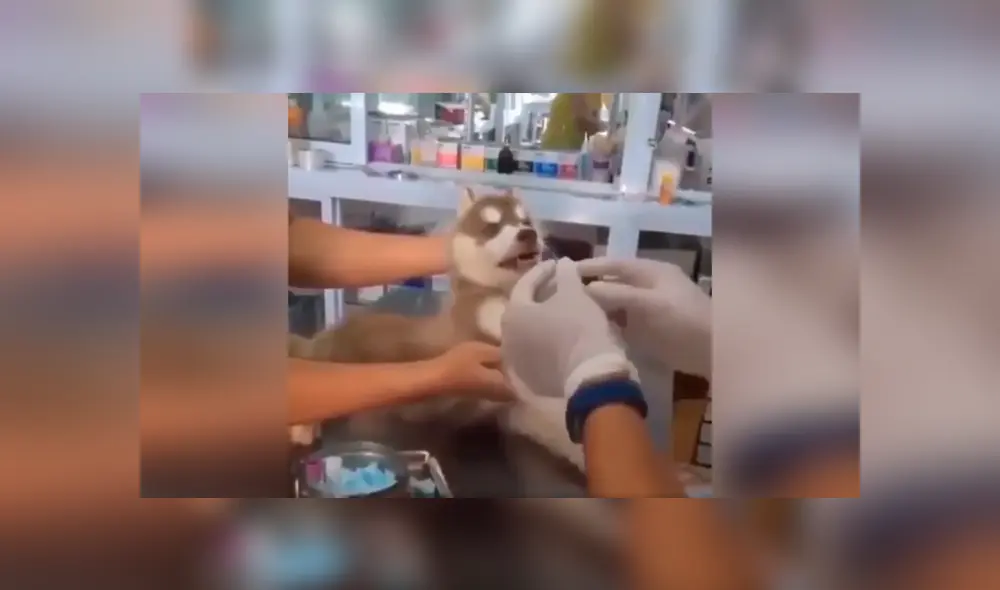 Desliza las imágenes para conocer el inesperado comportamiento de un perro cuando le colocan una inyección. Foto: Captura. Desliza las imágenes para conocer el inesperado comportamiento de un perro cuando le colocan una inyección. Foto: Captura.