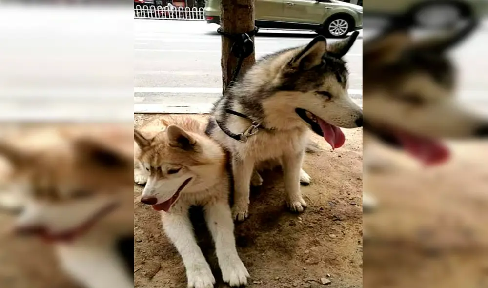 Desliza las imágenes para conocer a Ju Bao y Da Bao, dos perritos que se han robado el corazón de miles. Foto: captura de YouTube