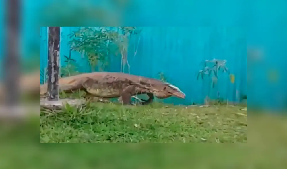 Un video muestra el preciso instante en que un enorme reptil devora a un indefenso gato. Un video muestra el preciso instante en que un enorme reptil devora a un indefenso gato.