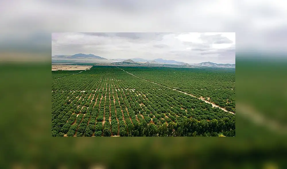 Peligran incremento de agroexportaciones en La Libertad