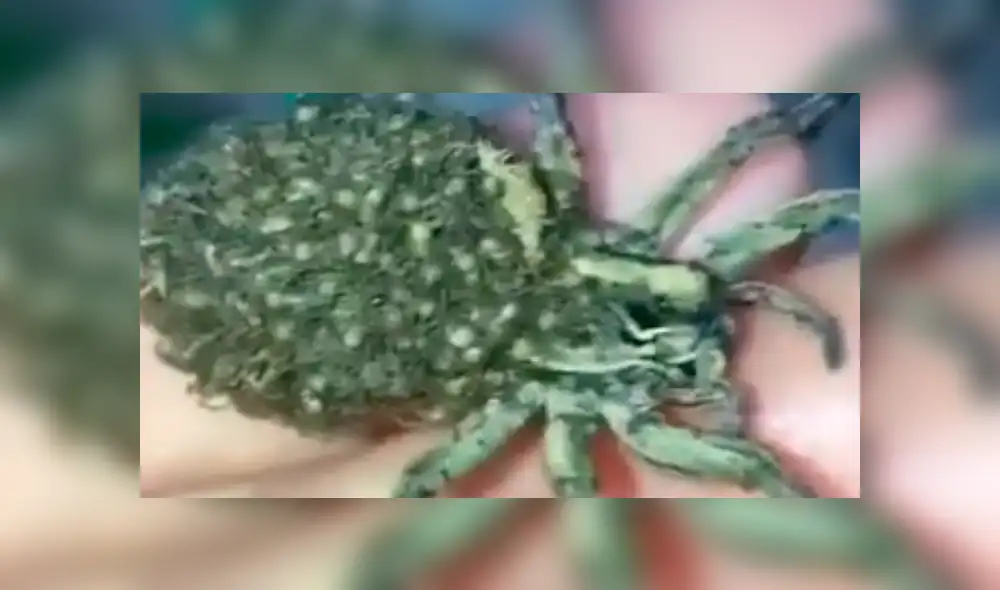 Facebook viral: graban a enorme tarántula llevando a sus cientos de crías a su nido [VIDEO]