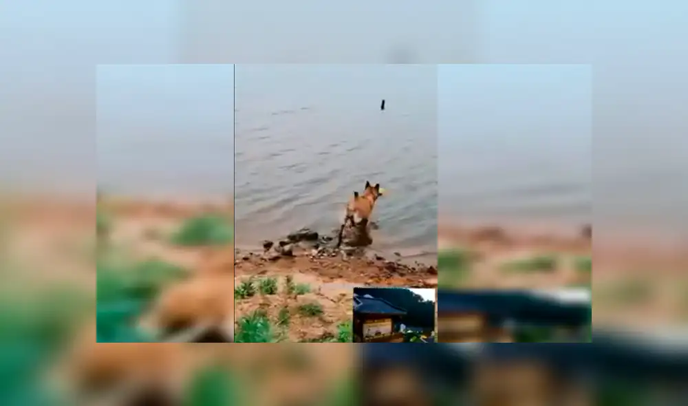 Facebook viral: niña se aproxima a peligroso río para sacar pelota y su perro llega a su rescate [VIDEO] 