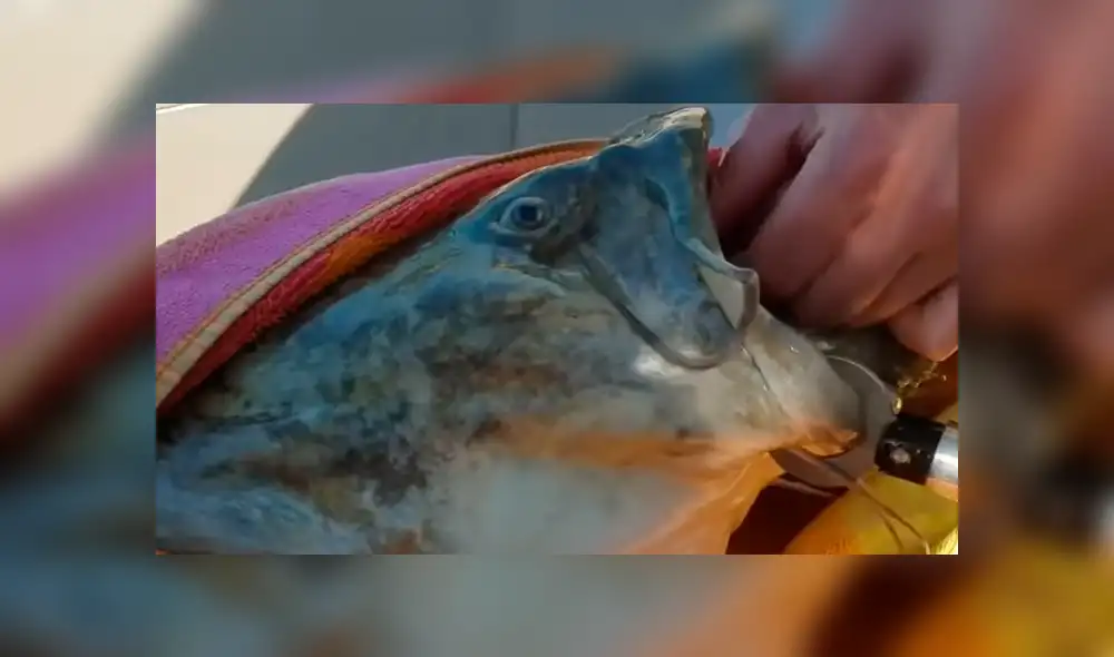 YouTube viral: gigantesco 'pez gato' aparece y encuentran increíble criatura en su interior [VIDEO]