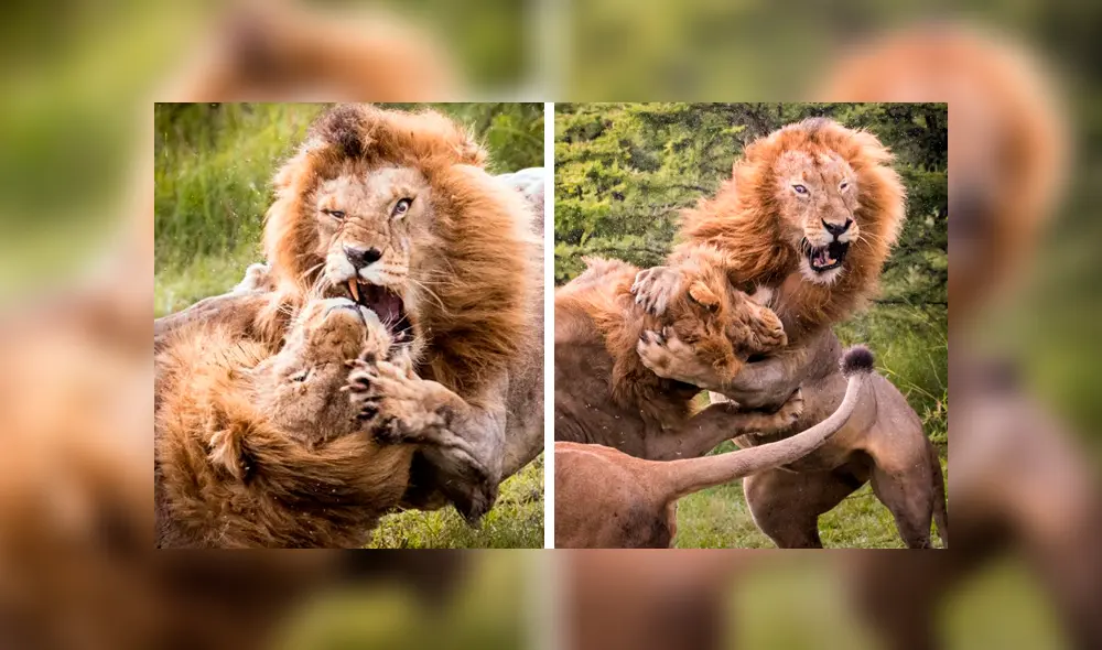 Los depredadores pelearon porque uno de ellos empezó a 'cortejar' a una hembra. Foto: Stephen Underwood Los depredadores pelearon porque uno de ellos empezó a 'cortejar' a una hembra. Foto: Stephen Underwood