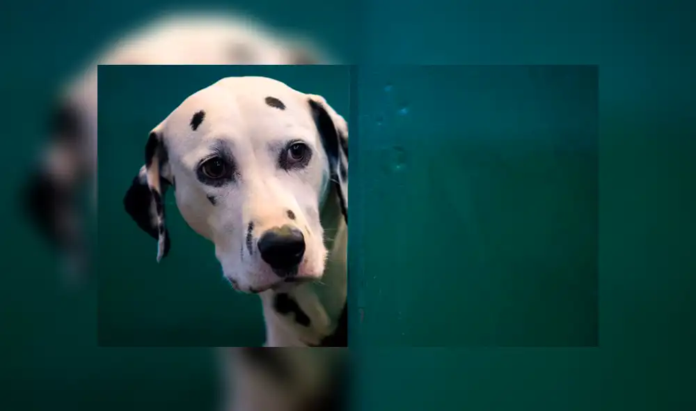 Científicos descifran el porqué de la mirada enternecedora de los perros Científicos descifran el porqué de la mirada enternecedora de los perros