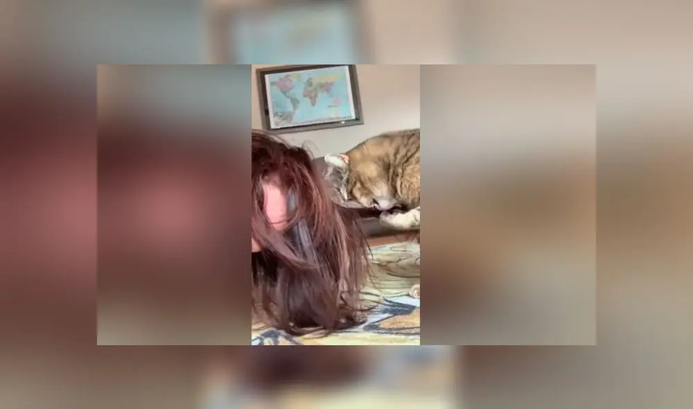 Desliza las imágenes para ver el peculiar comportamiento que tuvo un gatito al ve que su dueña tenía el cabello sucio. Foto: Captura Desliza las imágenes para ver el peculiar comportamiento que tuvo un gatito al ve que su dueña tenía el cabello sucio. Foto: Captura