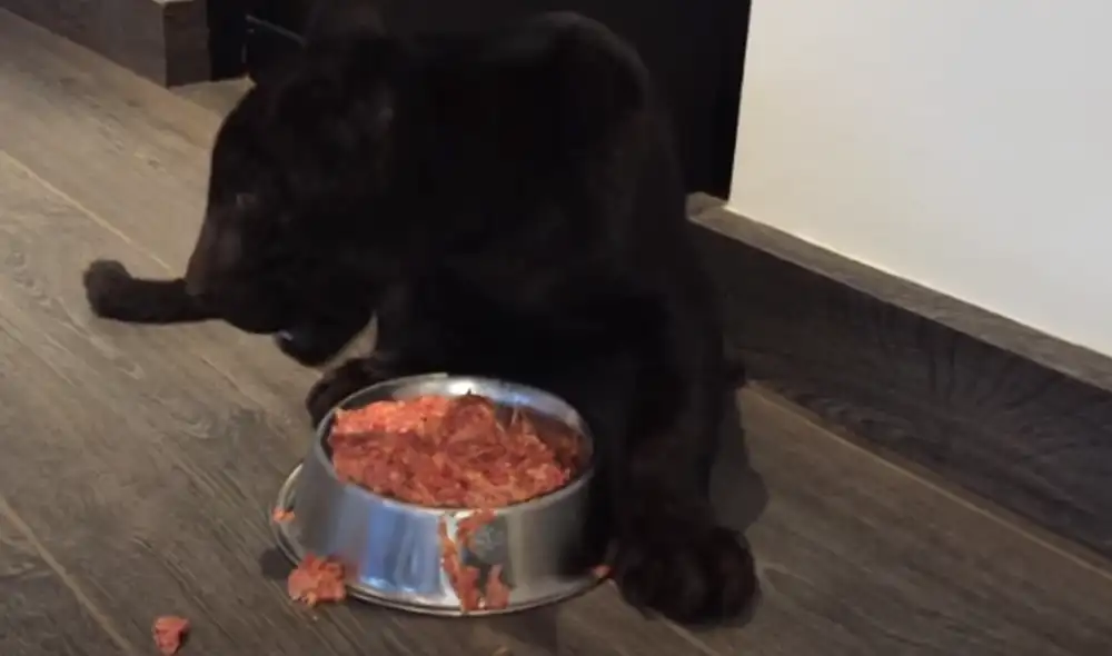 Desliza hacia la izquierda para ver las imágenes del video viral. Foto: Captura de YouTube. Desliza hacia la izquierda para ver las imágenes del video viral. Foto: Captura de YouTube.