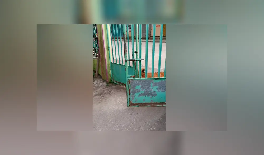 Desliza las imágenes para ver la increíble conducta que tuvo un perro para salir de casa. Fotocapturas: ViralHog/YouTube