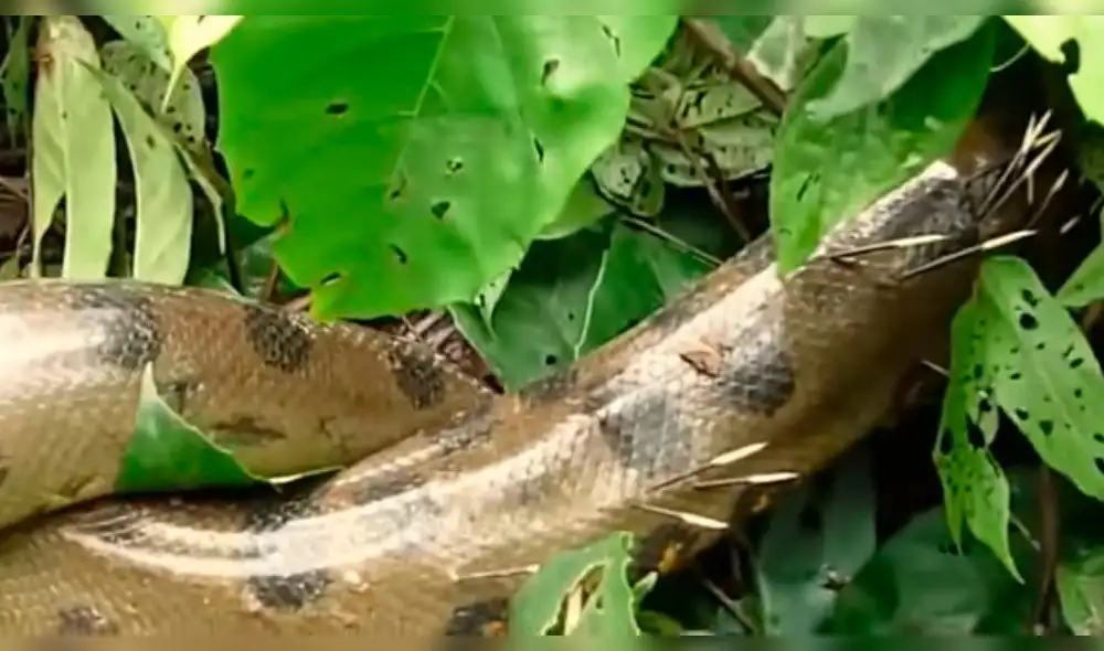 YouTube viral: puercoespín se 'venga' de anaconda que se lo quiso comer [VIDEO]