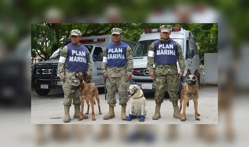 Terremoto en México: Perros rescatistas, los héroes de cuatro patas que conmueven las redes [VIDEOS]