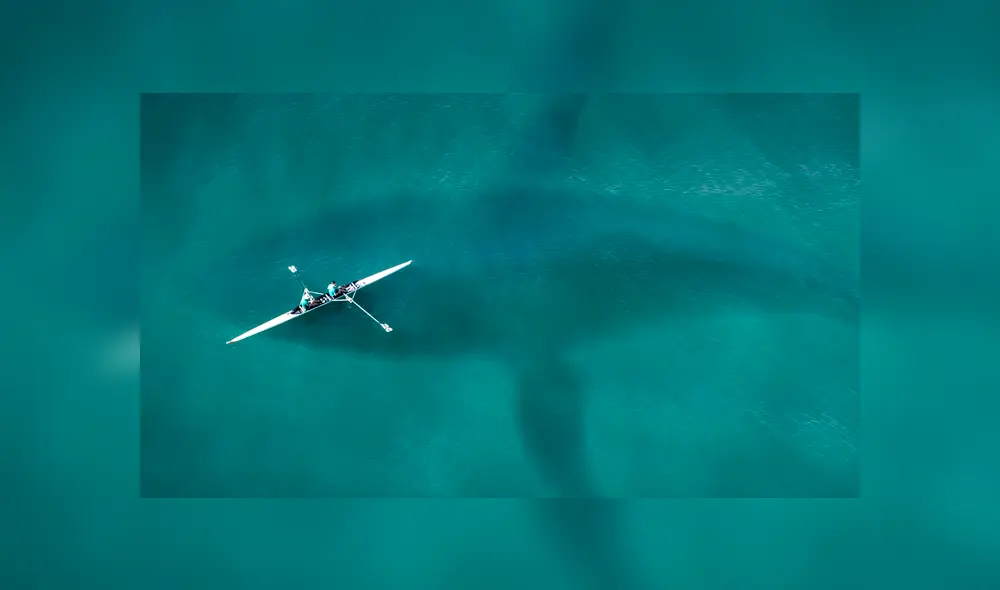 YouTube viral: gigantesca criatura marina embiste barco de Japón y miles quedan impactados [VIDEO]
