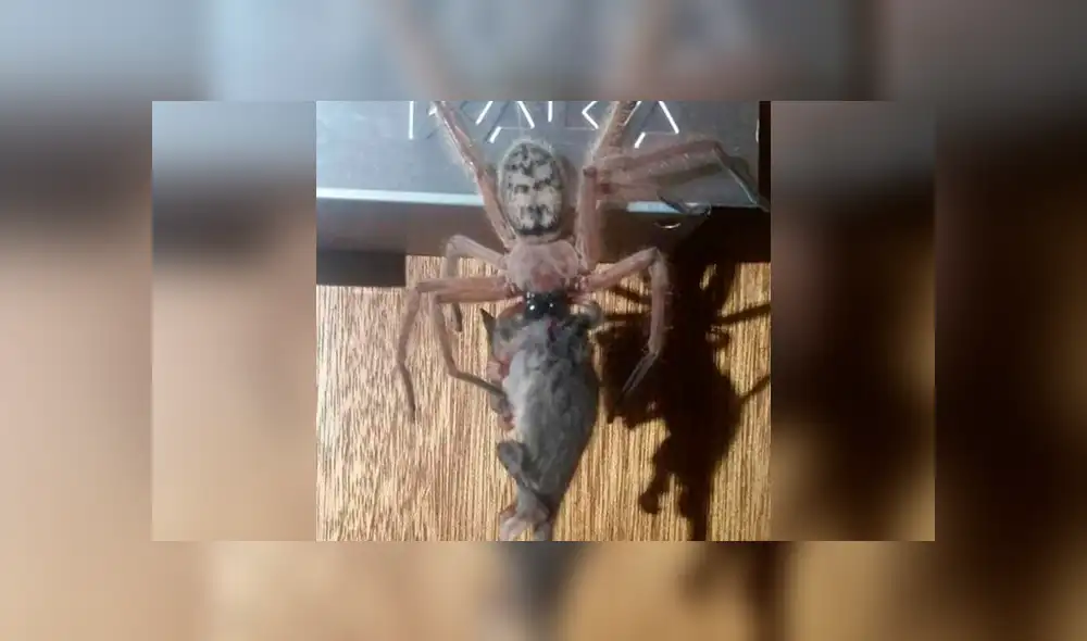 Turista graba el brutal ‘asesinato’ de indefensa zarigüeya. Foto: Captura. Turista graba el brutal ‘asesinato’ de indefensa zarigüeya. Foto: Captura.