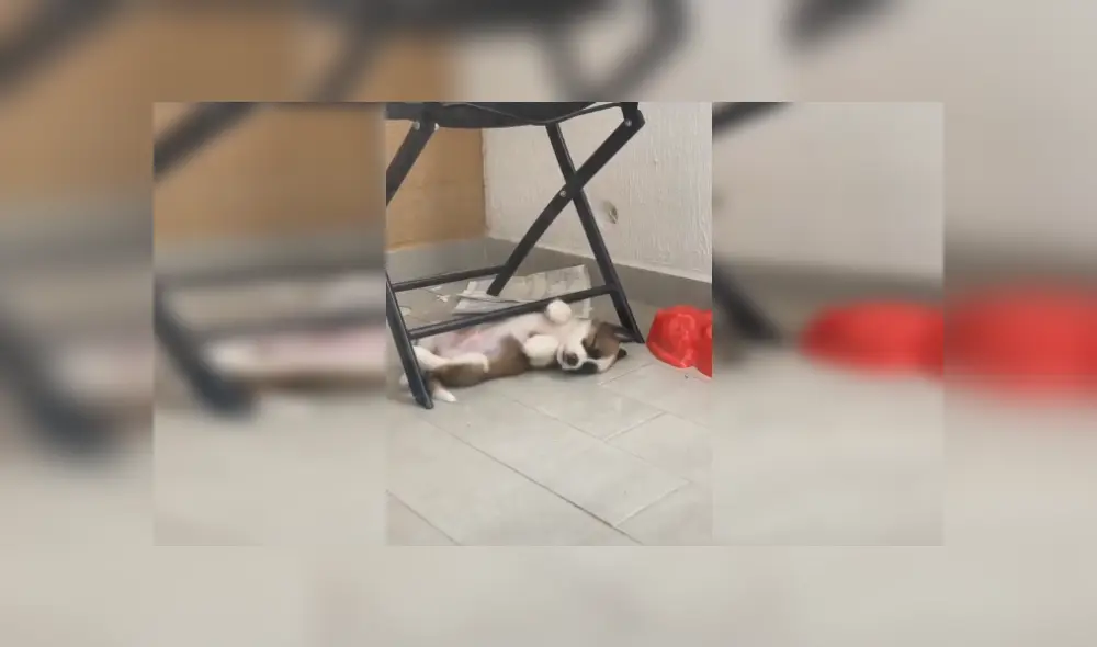 Desliza las imágenes para observar la acción de un perro al preferir dormir en el suelo que en su cama nueva. Foto: Captura. Desliza las imágenes para observar la acción de un perro al preferir dormir en el suelo que en su cama nueva. Foto: Captura.