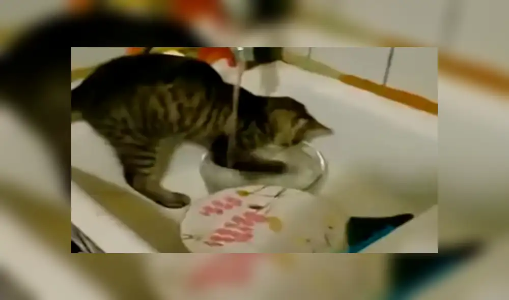 YouTube viral: Joven llega a su casa y descubre a gato realizando la limpieza del hogar [VIDEO]