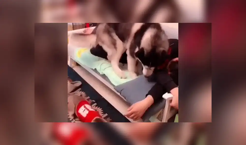 Facebook viral: perro encuentra a su dueño junto a otra mascota y hace esto por celos [VIDEO]