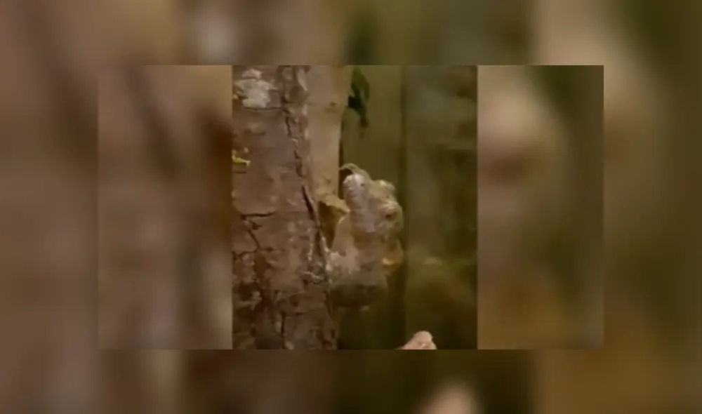 En YouTube, un diminuto reptil se camufló en una delgada rama para pasar desapercibido ante un joven. En YouTube, un diminuto reptil se camufló en una delgada rama para pasar desapercibido ante un joven.