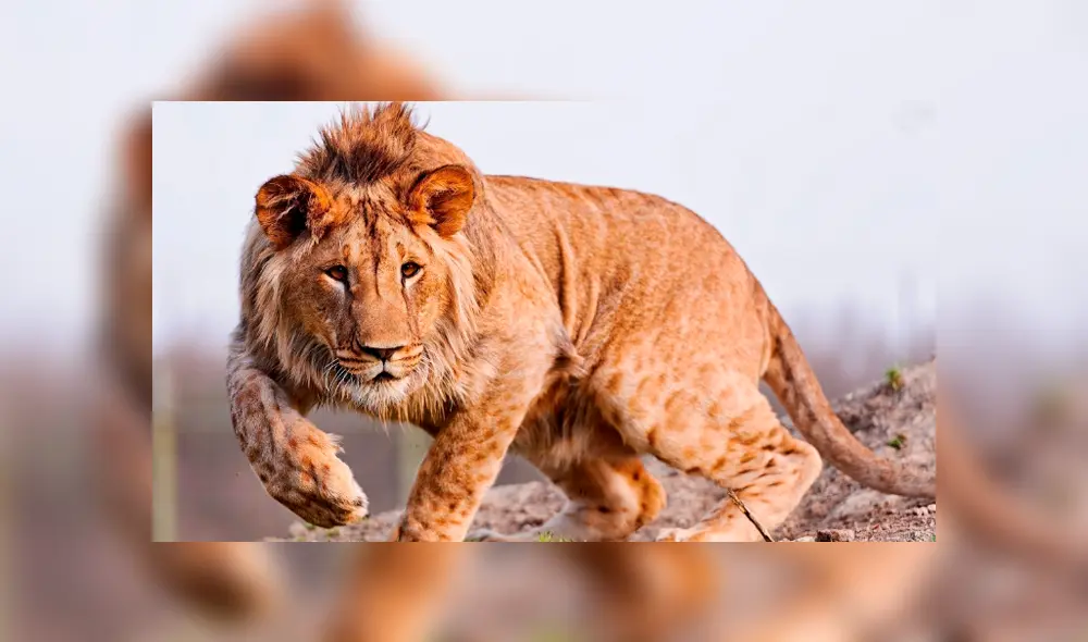 YouTube viral: leopardo y leona tuvieron cría que se volvió el felino más intimidante del mundo YouTube viral: leopardo y leona tuvieron cría que se volvió el felino más intimidante del mundo