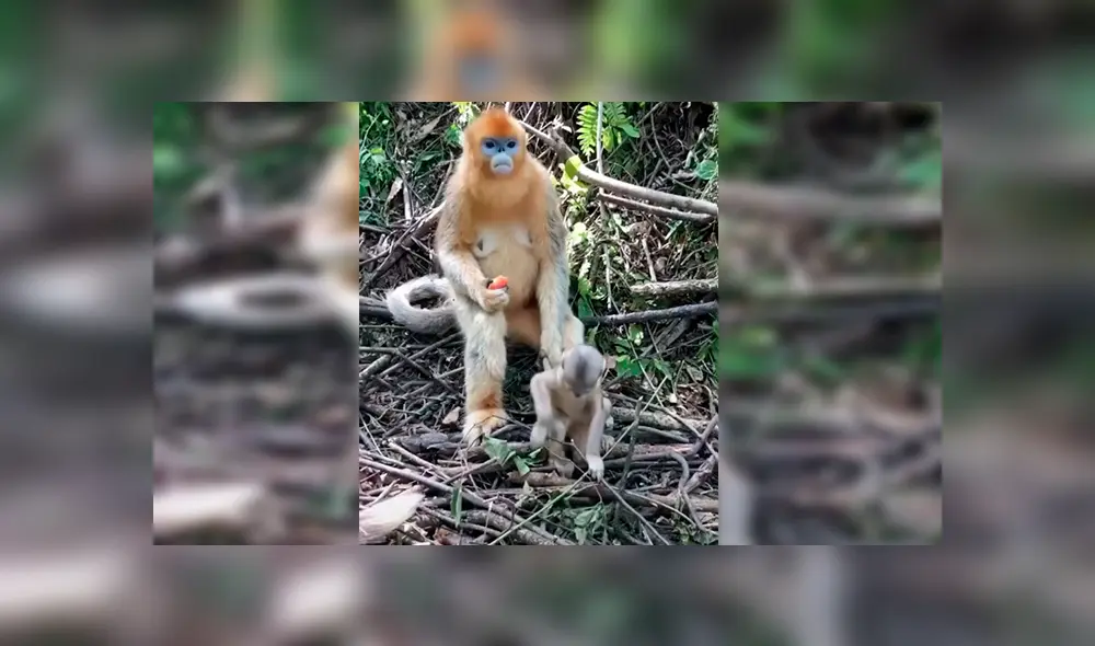 En Facebook, una mamá mona no quería que su bebé se escape por la peligrosa selva y realizó un truco.