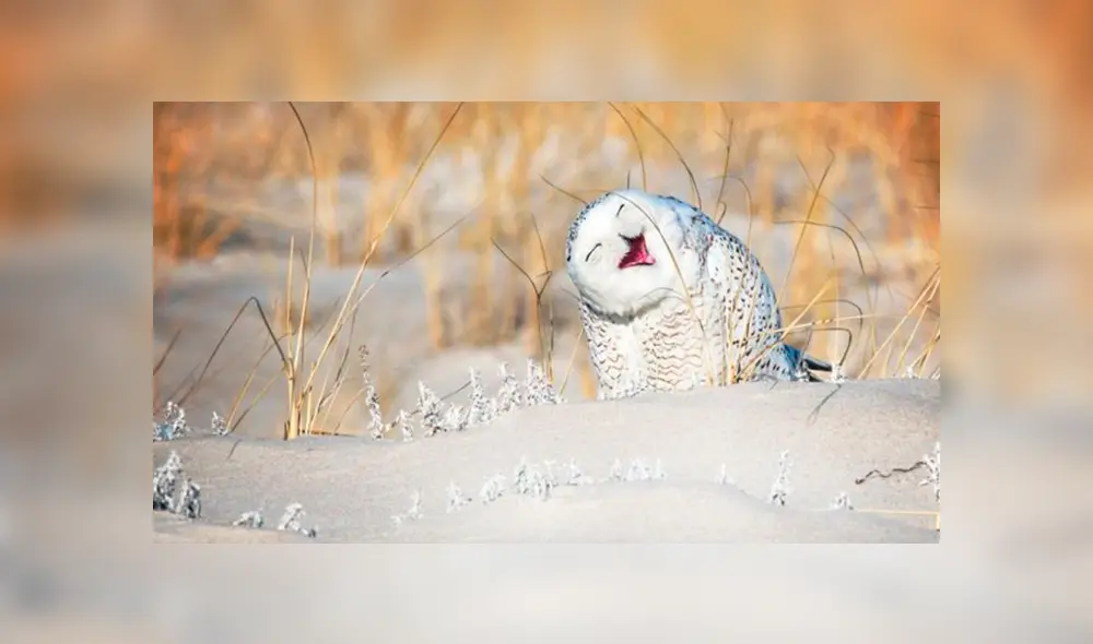 Comedy Wildlife Awards