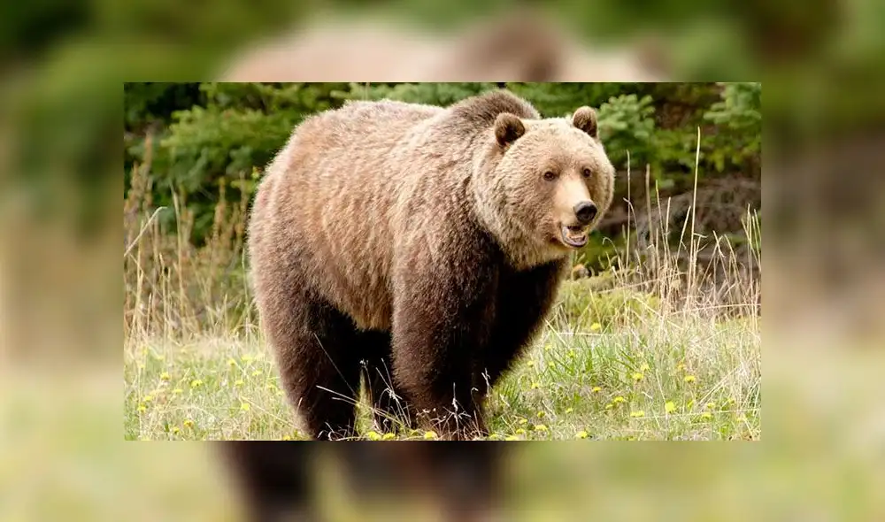 El hombre dijo estar "furioso" pues pensó que el oso lo iba a comer. Fuente: foto referencial. El hombre dijo estar "furioso" pues pensó que el oso lo iba a comer. Fuente: foto referencial.