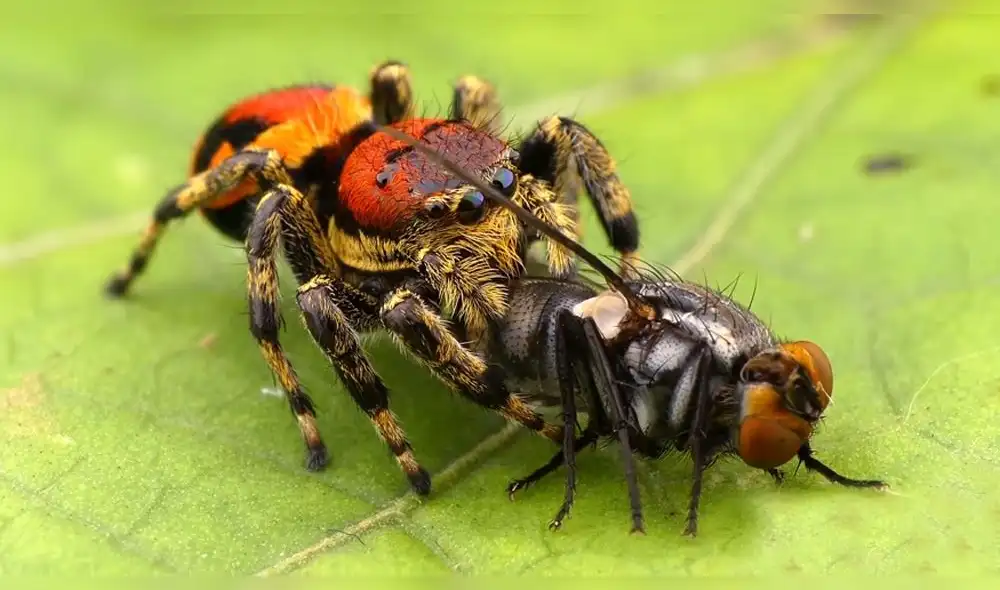 Facebook viral: araña es captado cazando a una mosca y lo más extraño sucedió [VIDEO]