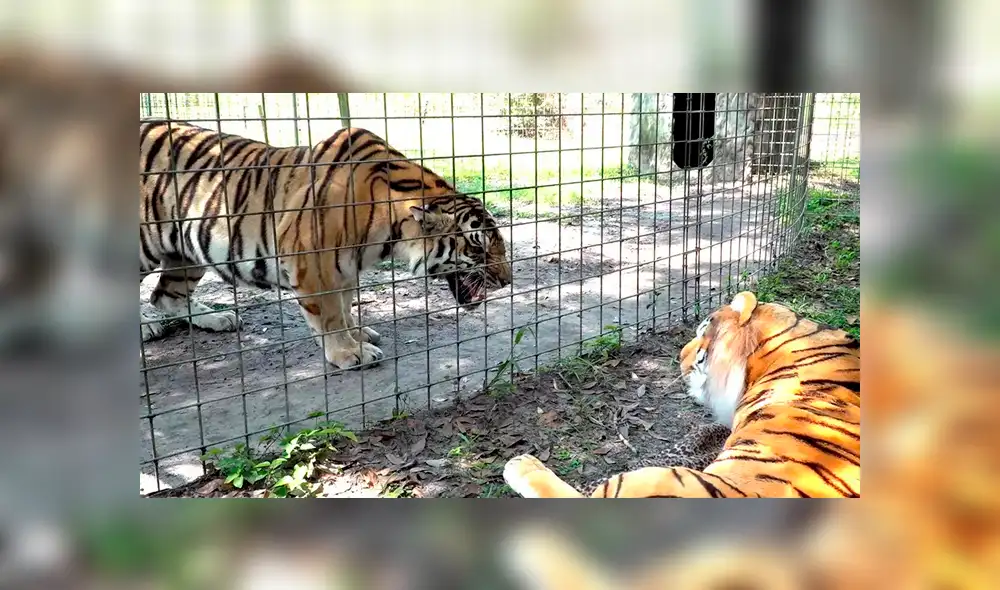 YouTube viral: entrenadora le enseña muñeco de tigre a felino enjaulado y este tiene furiosa reacción YouTube viral: entrenadora le enseña muñeco de tigre a felino enjaulado y este tiene furiosa reacción